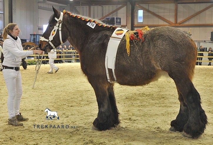 Kampioenschap in de ring