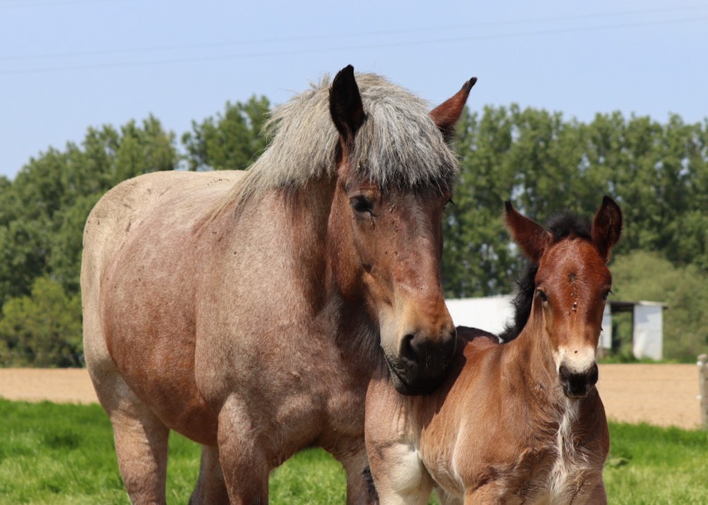 Merrie met veulen in de wei