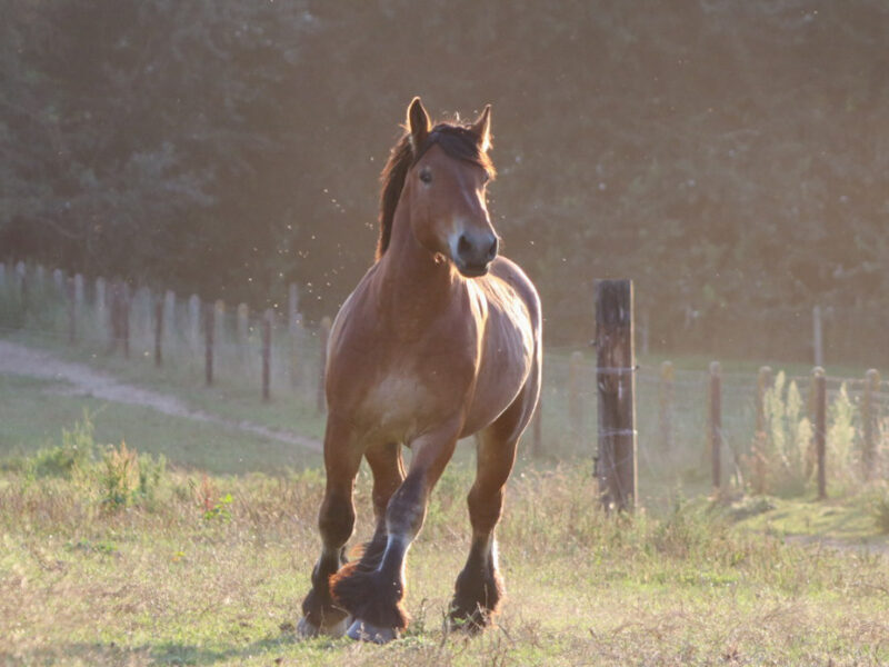Tweejarige hengst, hengst bij Stal de Parelhoeve